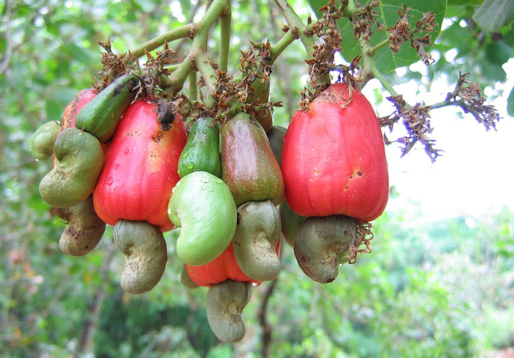 A picture of cashews hanging off a tree