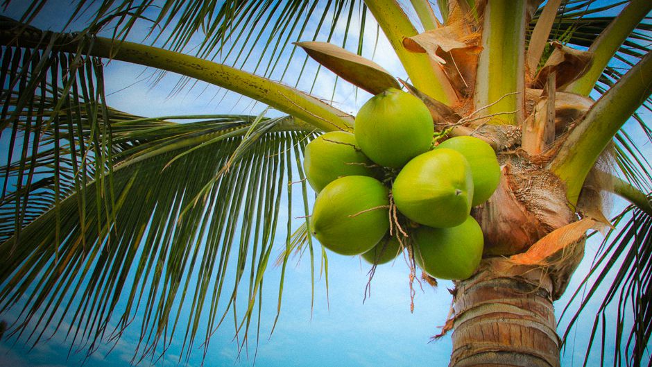 Tropical Coconut Palm Tree with Coconuts